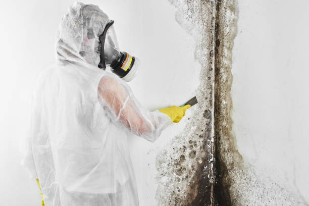 Best Commercial Mold Removal  in South Williamsport, PA