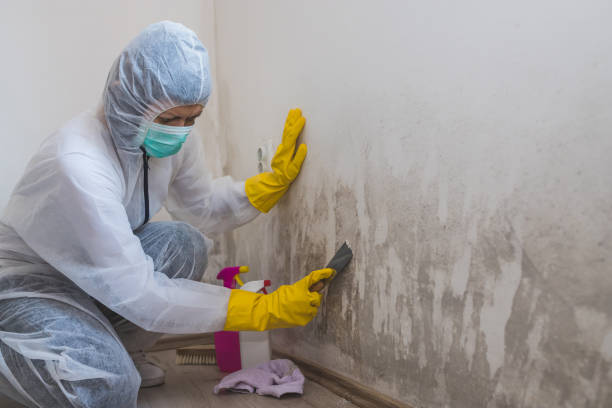 Best Mold Cleaning Services  in South Williamsport, PA