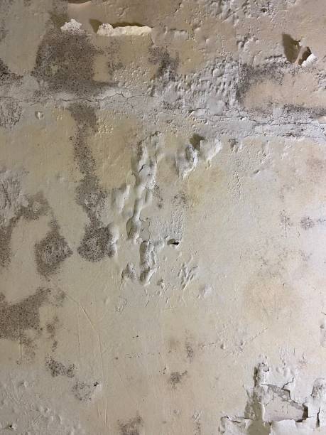 Best Professional Mold Removal  in South Williamsport, PA