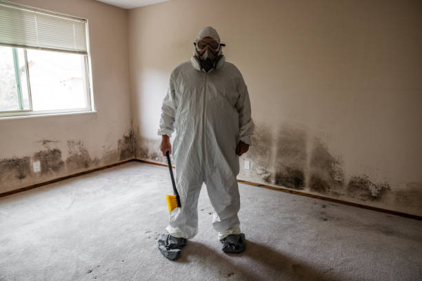 Professional Mold Removal in South Williamsport, PA