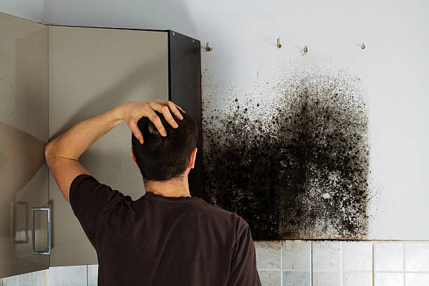 Best Crawl Space Mold Removal  in South Williamsport, PA